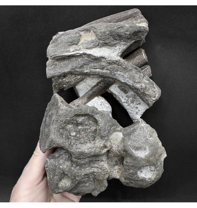 Lower Lias, Lower Jurassic Plesiosaurus Vertebrae Cluster from Charmouth, Dorset (SKU V9364) AW90:- Plesiosaurus dolichodeirus