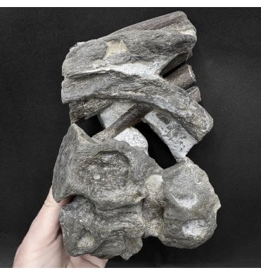 Lower Lias, Lower Jurassic Plesiosaurus Vertebrae Cluster from Charmouth, Dorset (SKU V9364) AW90:- Plesiosaurus dolichodeirus