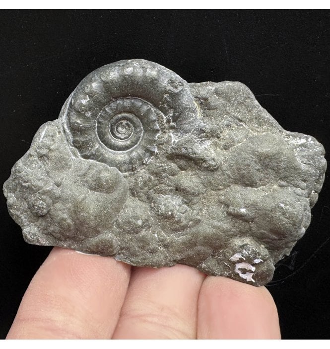 Lower Lias, Lower Jurassic Pyrite Ammonite from Charmouth, Dorset, England (SKU A3636):- Eteoderoceras (Eoderoceras) obseum