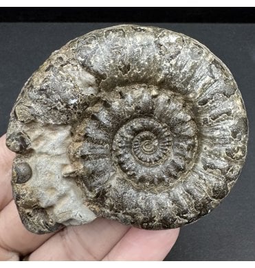 Lower Lias, Lower Jurassic Pyrite Ammonite from Charmouth, Dorset, England (SKU A4166):- Eteoderoceras (Eoderoceras) obseum