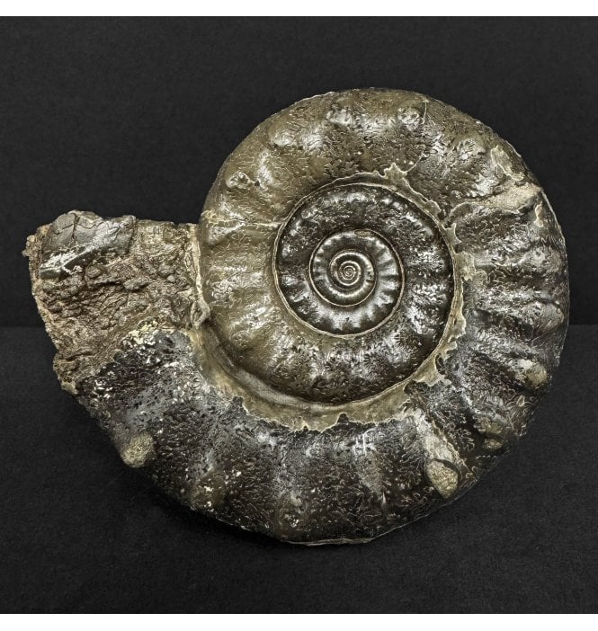 Lower Lias, Lower Jurassic Pyrite Ammonite from Charmouth, Dorset, England (SKU A4886):- Eteoderoceras (Eoderoceras) obseum