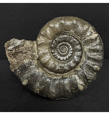 Lower Lias, Lower Jurassic Pyrite Ammonite from Charmouth, Dorset, England (SKU A4886):- Eteoderoceras (Eoderoceras) obseum
