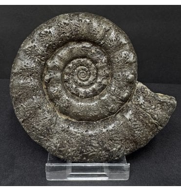 Lower Lias, Lower Jurassic Pyrite Ammonite from Charmouth, Dorset, England (SKU A4897):- Eteoderoceras (Eoderoceras) obseum