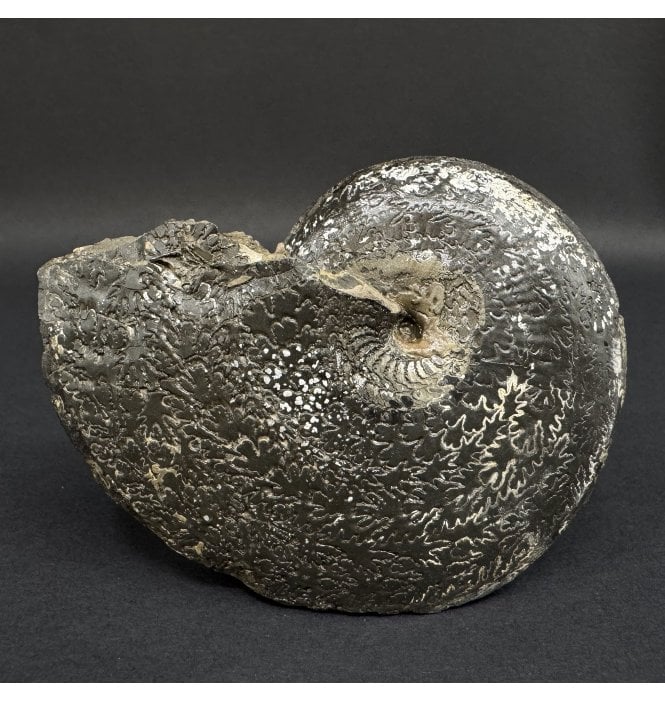 Lower Lias, Lower Jurassic Pyrite Ammonite from Charmouth, Dorset, England (SKU A4963):- Oxynoticeras oxynotum
