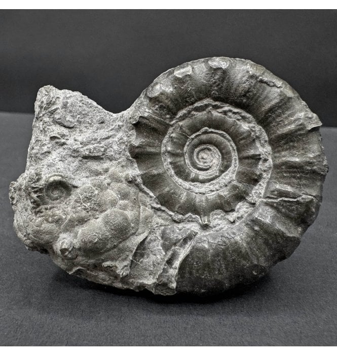 Lower Lias, Lower Jurassic Pyrite Ammonite from Dorset, England (SKU A4446):- Eteoderoceras (Eoderoceras) obseum