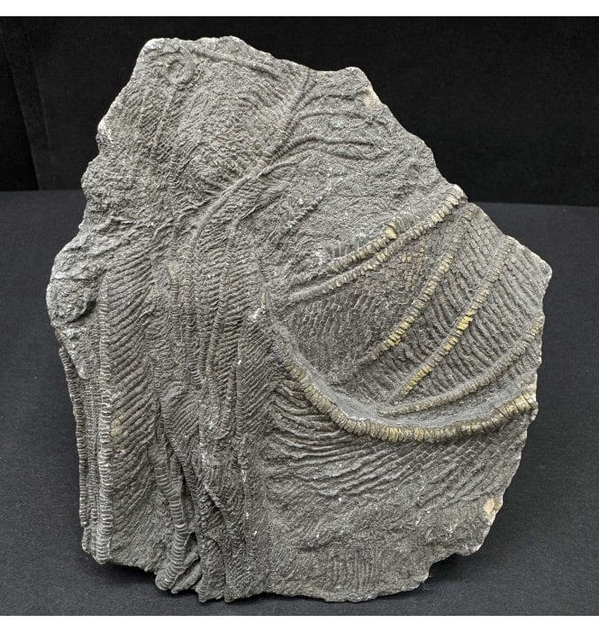 Lower Lias, Lower Jurassic, Pyritised Crinoid Cluster from Charmouth, Dorset, England (SKU OF3841):- Pentacrinites fossilis