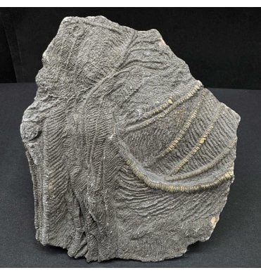 Lower Lias, Lower Jurassic, Pyritised Crinoid Cluster from Charmouth, Dorset, England (SKU OF3841):- Pentacrinites fossilis