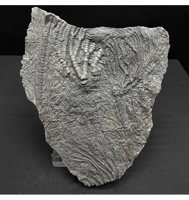 Lower Lias, Lower Jurassic, Pyritised Crinoid from Charmouth, Dorset, England (SKU OF3984):- Pentacrinites fossilis