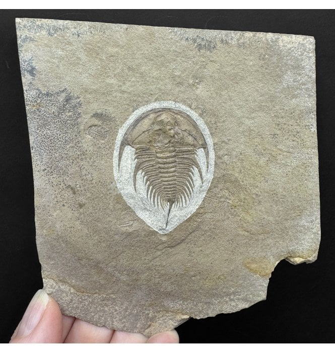 Lower Middle Cambrian Trilobite from Nevada, USA (SKU T1520):- Olenellus gilberti