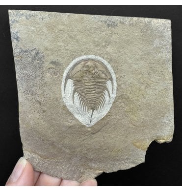 Lower Middle Cambrian Trilobite from Nevada, USA (SKU T1520):- Olenellus gilberti