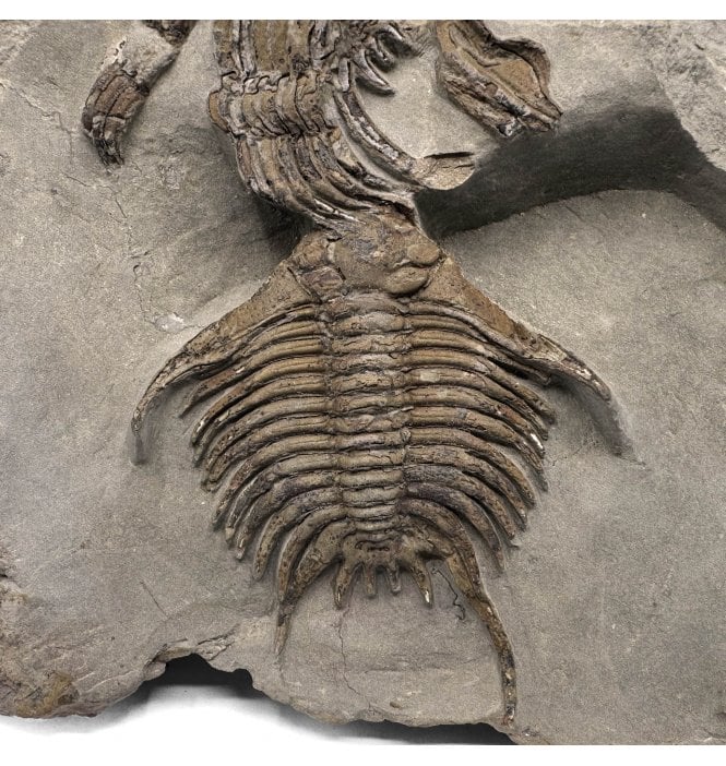 Lower Ordovician Cheiruid Trilobite from Fezouata, Morocco (SKU T1203):- Foulonia sp
