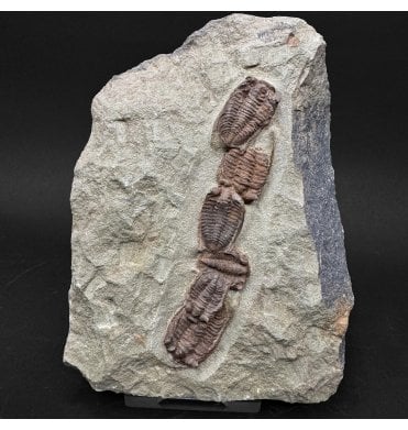 Lower Ordovician Trilobite Cluster from Zagora, Morocco (SKU T1574):- Bathycheilus cf. gallicus