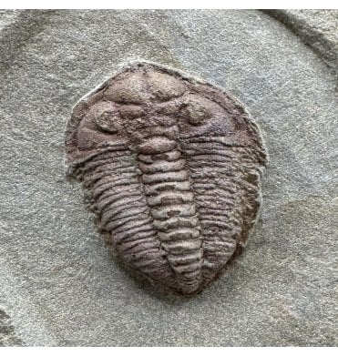 Lower Ordovician Trilobite from Zagora, Morocco (SKU T1523):- Euloma sp
