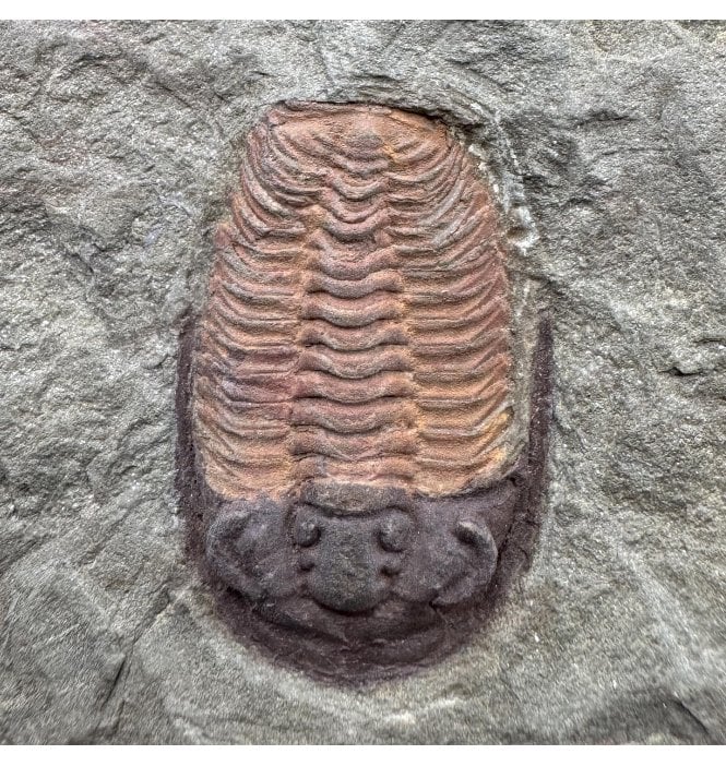 Lower Ordovician Trilobite from Zagora, Morocco (SKU T1569):- Euloma sp