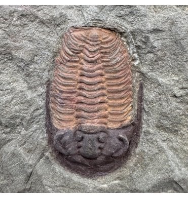 Lower Ordovician Trilobite from Zagora, Morocco (SKU T1569):- Euloma sp