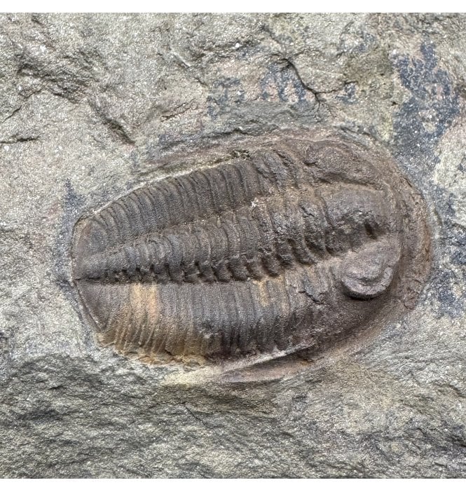 Lower Ordovician Trilobite from Zagora, Morocco (SKU T1570):- Euloma sp