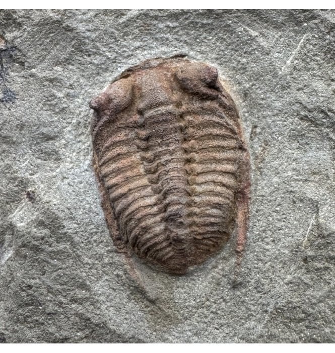 Lower Ordovician Trilobite from Zagora, Morocco (SKU T1572):- Bathycheilus cf. gallicus