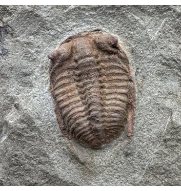 Lower Ordovician Trilobite from Zagora, Morocco (SKU T1572):- Bathycheilus cf. gallicus
