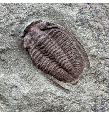 Lower Ordovician Trilobite from Zagora, Morocco (SKU T1573):- Bathycheilus cf. gallicus