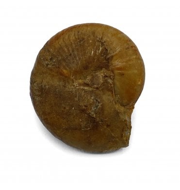 Lower Permian Goniatite from Urals, Russia (SKU A2222):- Popanoceras annae