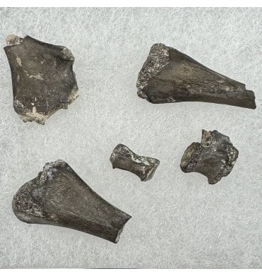 Lower Permian Pelycosaur Remains from Oklahoma, USA (SKU V8400):- Mycterosaurus longiceps