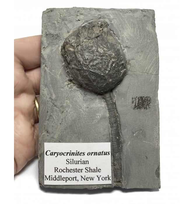 Lower Silurian Crinoid from New York State, USA (SKU OF1921):- Caryocrinites ornatus
