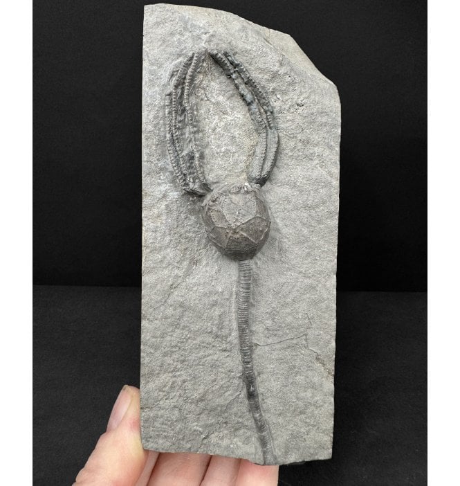 Lower Silurian Crinoid from New York State, USA (SKU OF4410):- Caryocrinites ornatus