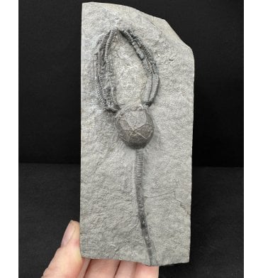 Lower Silurian Crinoid from New York State, USA (SKU OF4410):- Caryocrinites ornatus