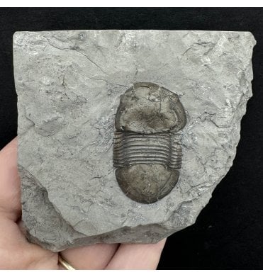 Lower Silurian Trilobite from New York State, USA (SKU T1231):- Bumastus ioxus
