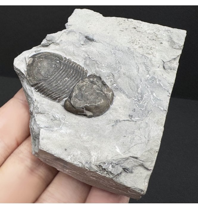 Lower Silurian Trilobite from New York State, USA (SKU T1299):- Bumastus ioxus