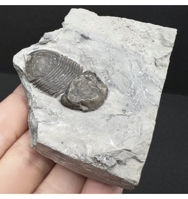 Lower Silurian Trilobite from New York State, USA (SKU T1299):- Bumastus ioxus