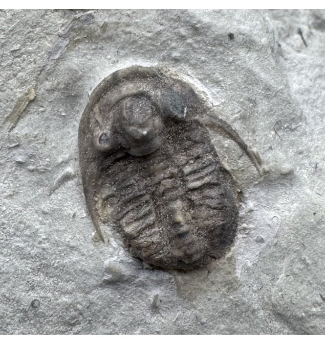 Lower Silurian Trilobite from Waldron Shales, Indiana, USA (SKU T1452):- Maurotarion (Cyphaspis) christyi