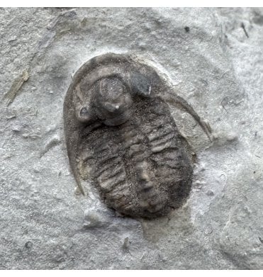 Lower Silurian Trilobite from Waldron Shales, Indiana, USA (SKU T1452):- Maurotarion (Cyphaspis) christyi