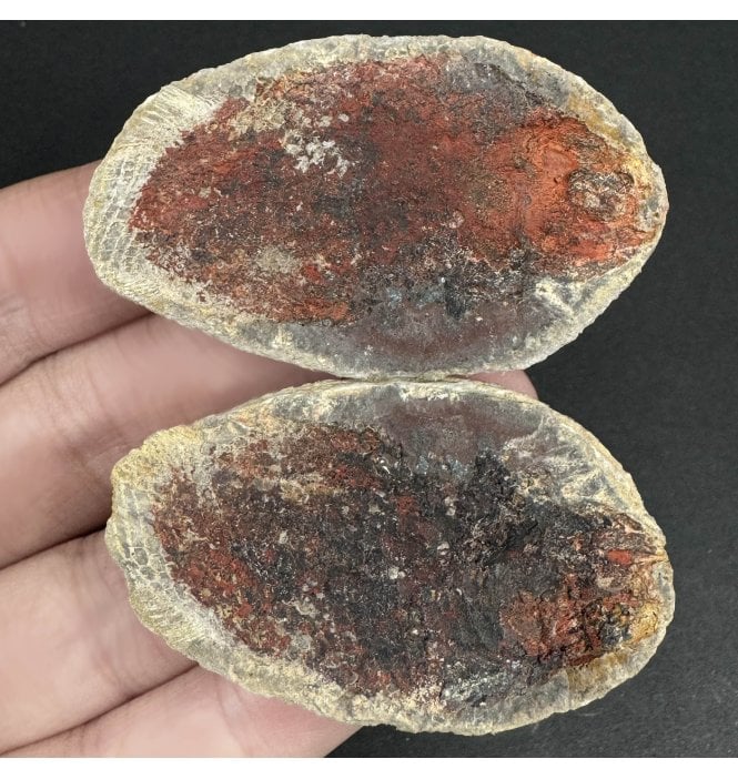 Lower Triassic Fossil Fish in a Pebble from Madagascar (SKU V6847):- Perleidus madagascariensis
