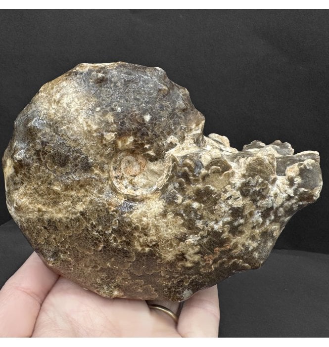 Lower Turonian, Upper Cretaceous Ammonite from Goulmima, Morocco (SKU A4415):- Mammites nodosoides