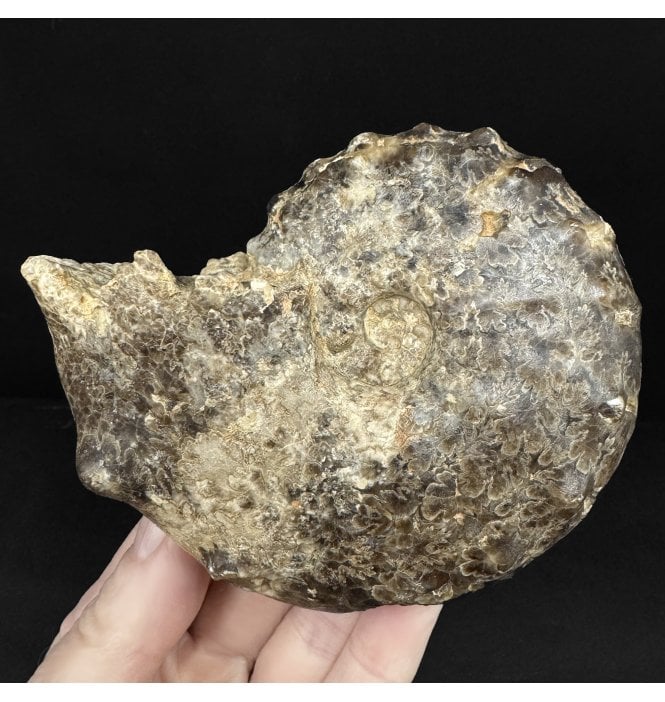 Lower Turonian, Upper Cretaceous Ammonite from Goulmima, Morocco (SKU A4911):- Mammites nodosoides