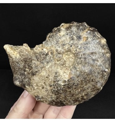 Lower Turonian, Upper Cretaceous Ammonite from Goulmima, Morocco (SKU A4911):- Mammites nodosoides