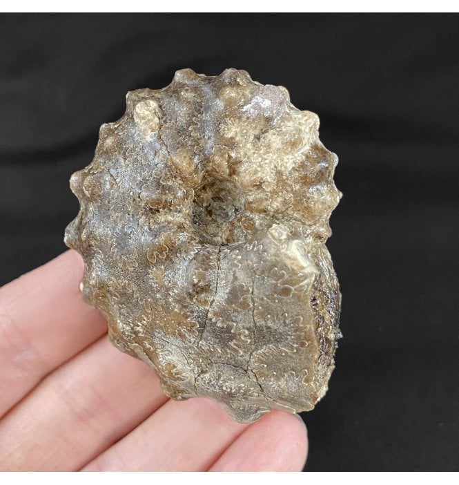 Lower Turonian, Upper Cretaceous Ammonite from Morocco (SKU A1848):- Mammites nososoides