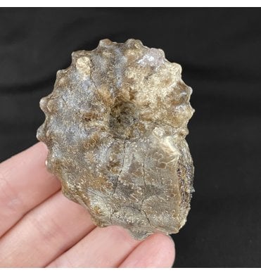 Lower Turonian, Upper Cretaceous Ammonite from Morocco (SKU A1848):- Mammites nososoides