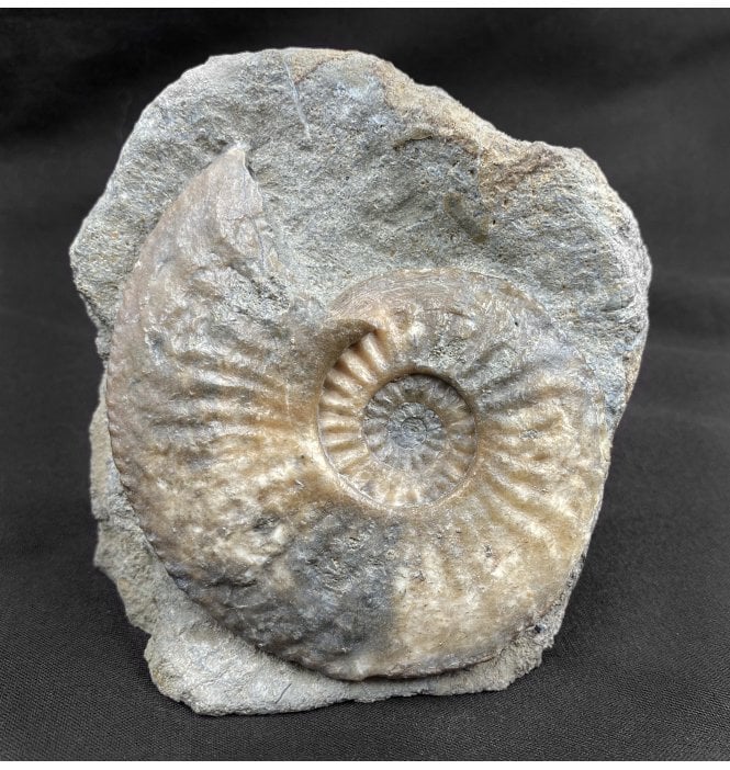 LowerJurassic, Middle Lias Ammonite from Eype, Dorset, England (SKUA1755):- Amaltheus margaritatus