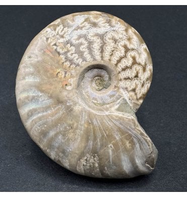 Madagascan Ammonite (SKU A3779)