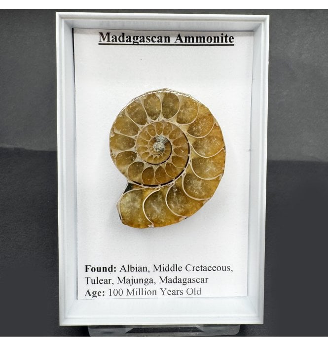 Madagascan Ammonite (SKU G97)