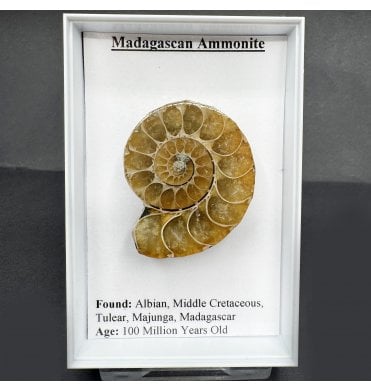 Madagascan Ammonite (SKU G97)