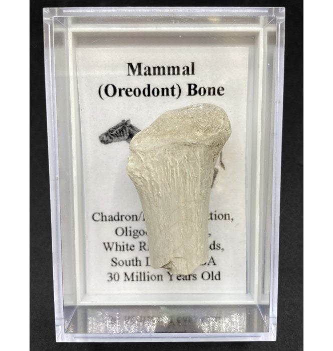 Mammal (Oreodont) Bone (SKU G73)