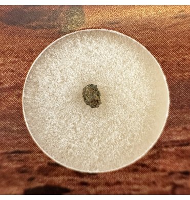 Martian Nakhlite Meteorite NWA 15200 Martian Meteorite (SKU M2119)