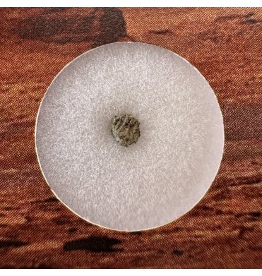 Martian Nakhlite Meteorite NWA 15200 Martian Meteorite (SKU M2363)