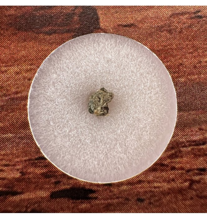 Martian Nakhlite Meteorite NWA 15200 Martian Meteorite (SKU M2373)