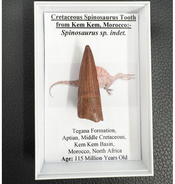 Medium Sized Cretaceous Theropod (Spinosaurus) Dinosaur Tooth from Kem Kem Beds, Morocco (SKU G37):- Spinosaurus sp. indet.