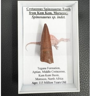 Medium Sized Cretaceous Theropod (Spinosaurus) Dinosaur Tooth from Kem Kem Beds, Morocco (SKU G37):- Spinosaurus sp. indet.