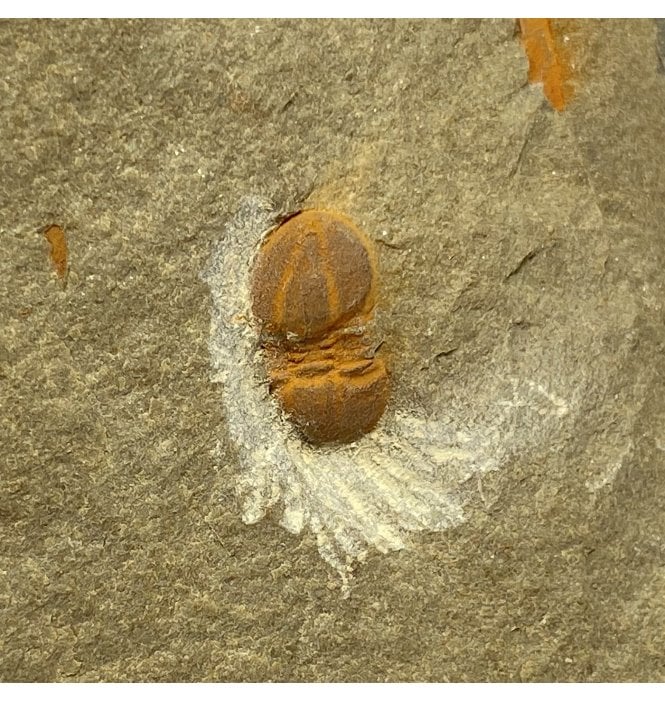 Middle Cambrian Moroccan Trilobite from Morocco (SKU T0992):- Cephalopgye (aff. C. notabilius)
